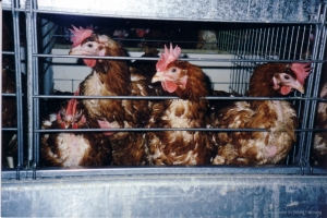 hens.jpg compassion