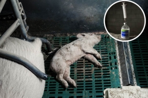 dead pigs on farm peta daily star