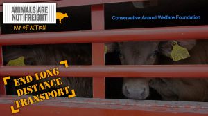 conservative-animal-welfare-foundation-end-live-exports