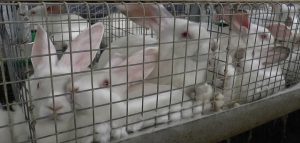 factory-farmed-rabbits