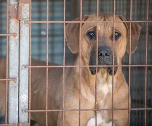 dog meat farm pic