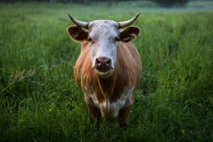 cow green field