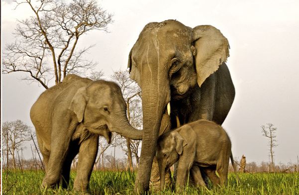 stae baby elephants happy pic