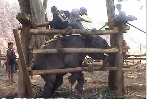 stae elephant website pic