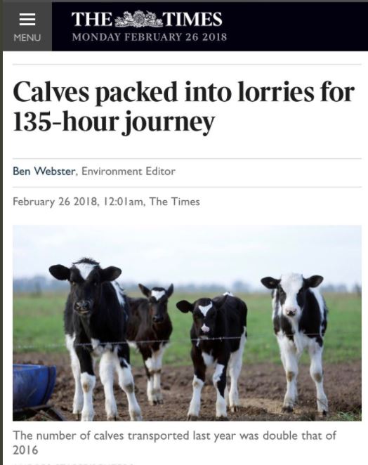 CONSERVATIVE ANIMAL WELFARE FOUNDATION CALVES TIMES ARTICLE PIC