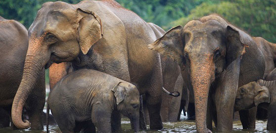 SaveTheAsianElephants-1