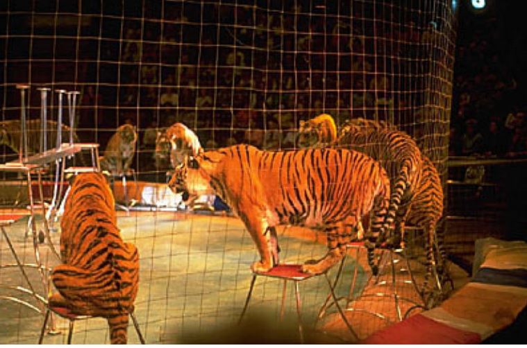 circus pic conservative animal welfare foundation