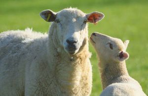 s300_sheep_for_exports_GOVUK