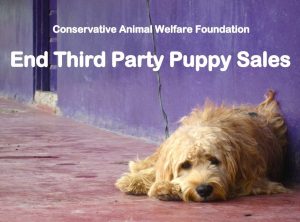 puppy sales pic cawf