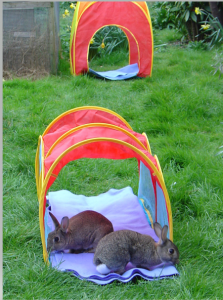 rabbits outside conservative animal welfare foundation