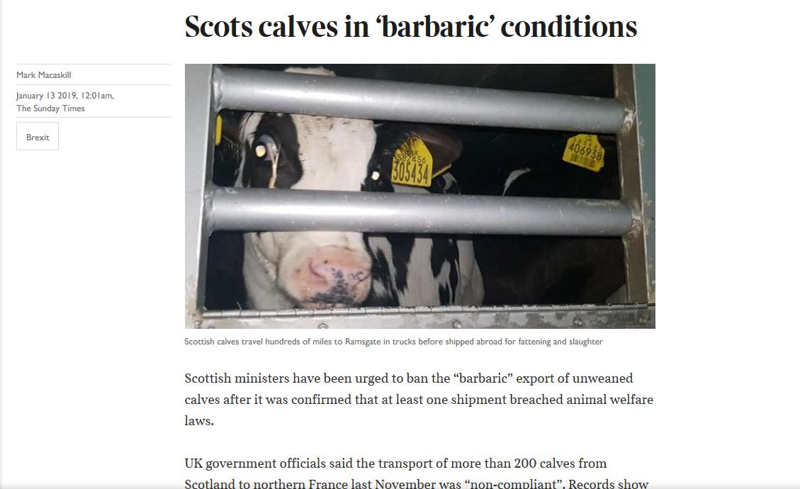 scottish calves brutal pic