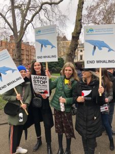 stop whaling march conservative animal welfare foundation