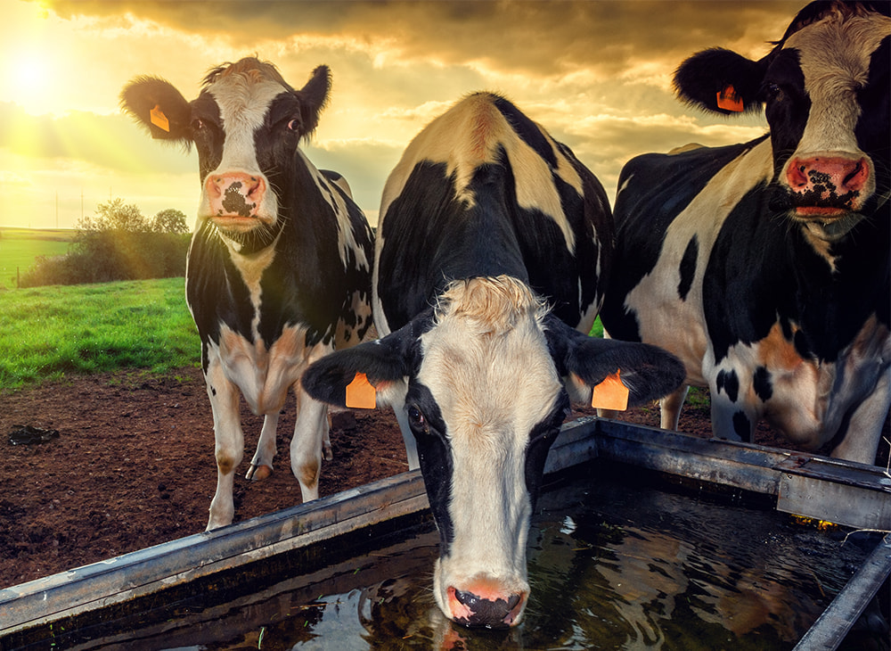 cows farm animal welfare