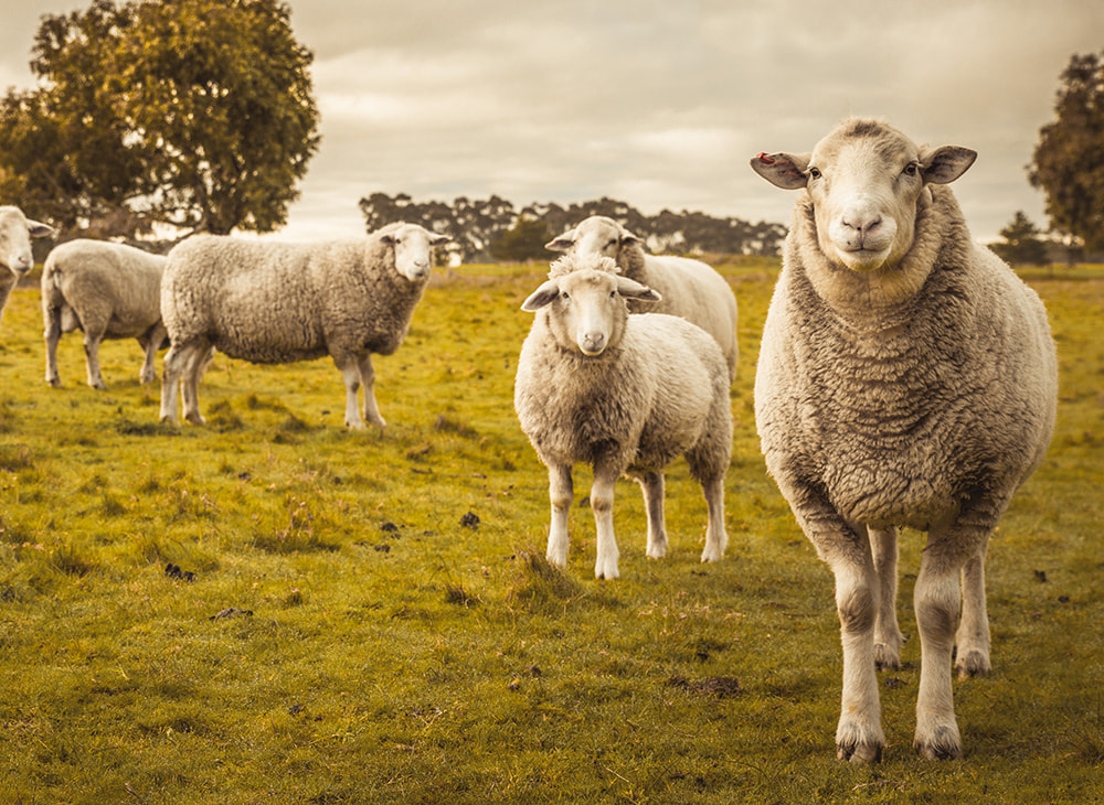 sheep farm animal welfare