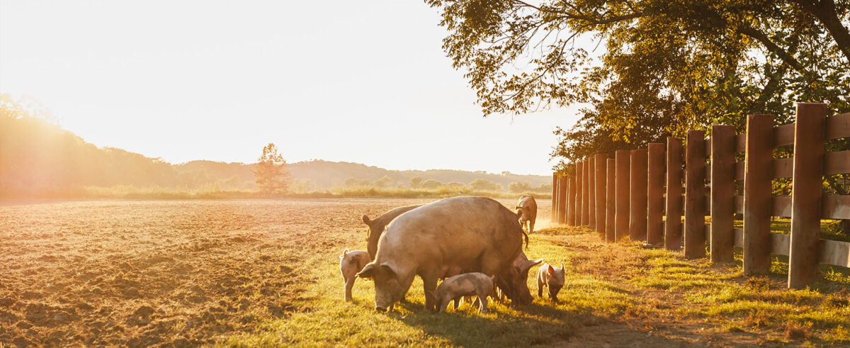 Pig Farm Animal Welfare