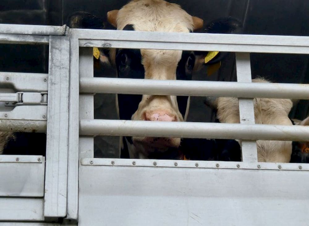 MPs Urge End to Live Animal Exports - Conservative Animal Welfare Foundation
