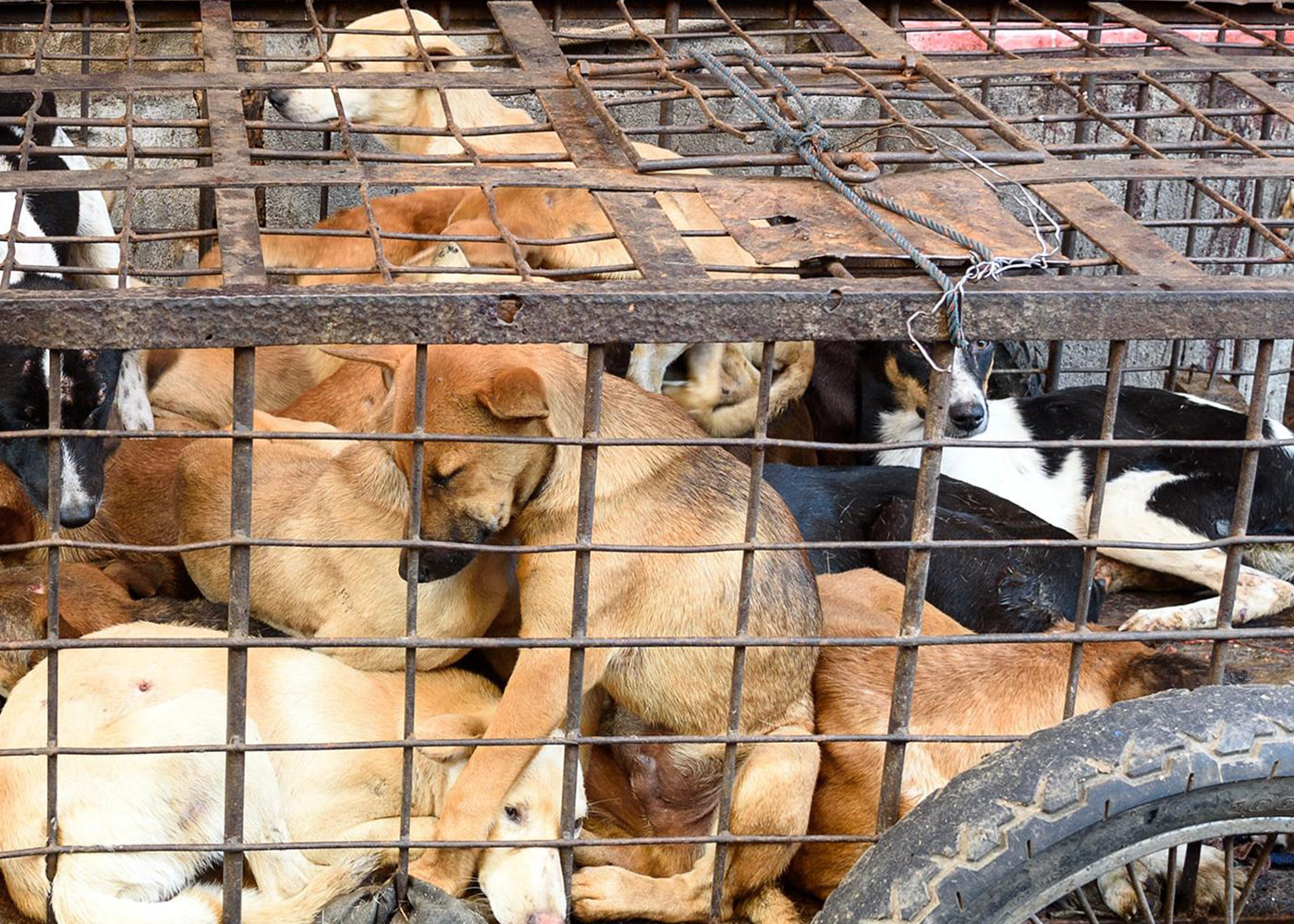 Yulin Dog Meat Festival, dogs crowded into a cage