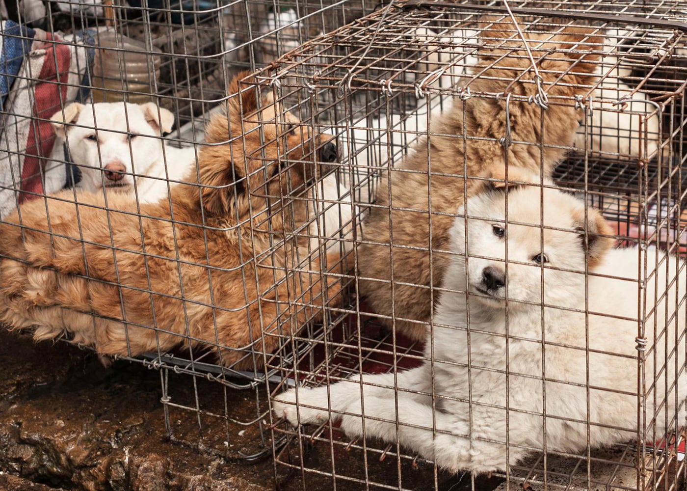 Yulin Dog Meat Festival Conservative Animal Welfare Foundation