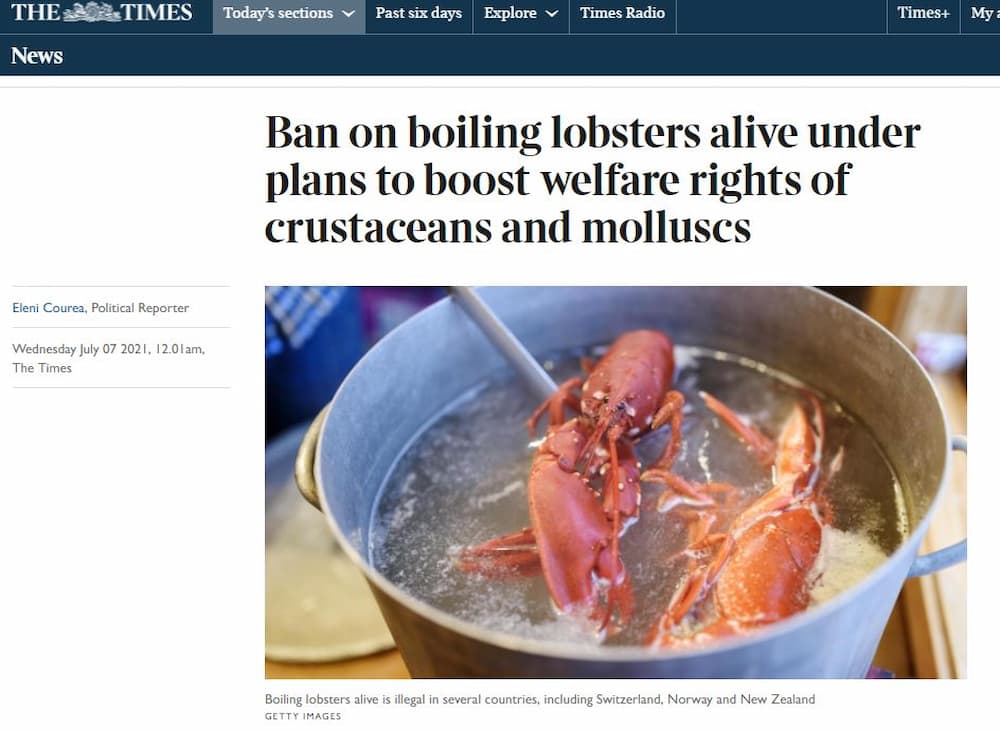 The Times: Ban on boiling lobsters alive under plans to boost welfare  rights of crustaceans and molluscs - Conservative Animal Welfare Foundation