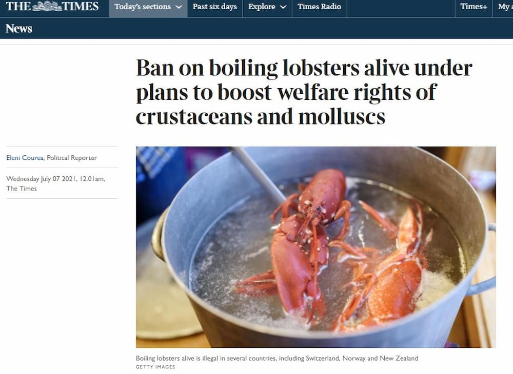 The Times: Ban on boiling lobsters alive under plans to boost welfare rights of crustaceans and molluscs - Conservative Animal Welfare Foundation The Times: Ban on boiling lobsters alive under plans to boost welfare rights of crustaceans and molluscs - Conservative Animal Welfare Foundation