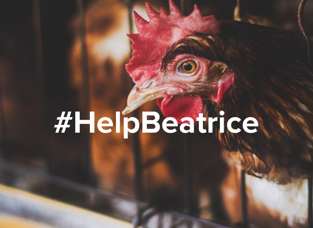 help beatrice - end cruel cages for hens