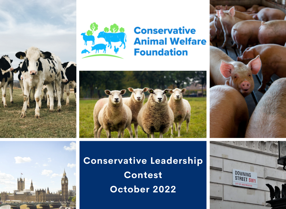 CAWF Invites Conservative Party Leadership Candidates to Pledge Support for  Animal Welfare