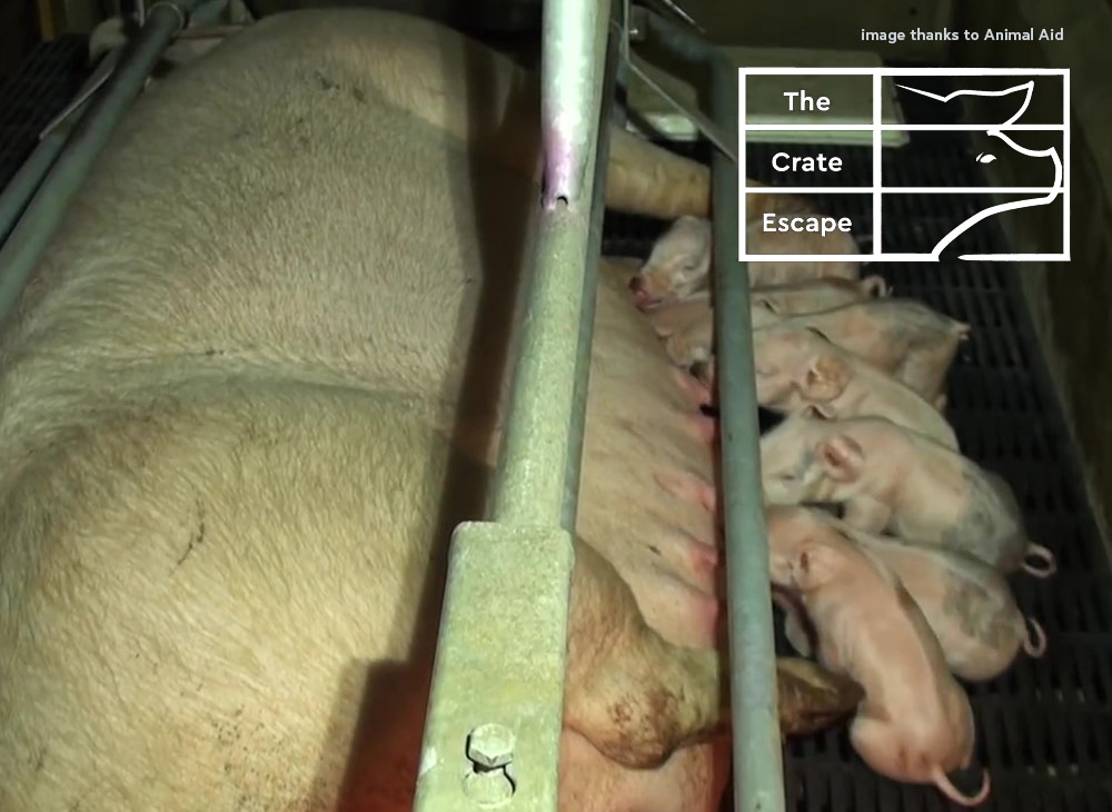 pig farrowing the crate escape