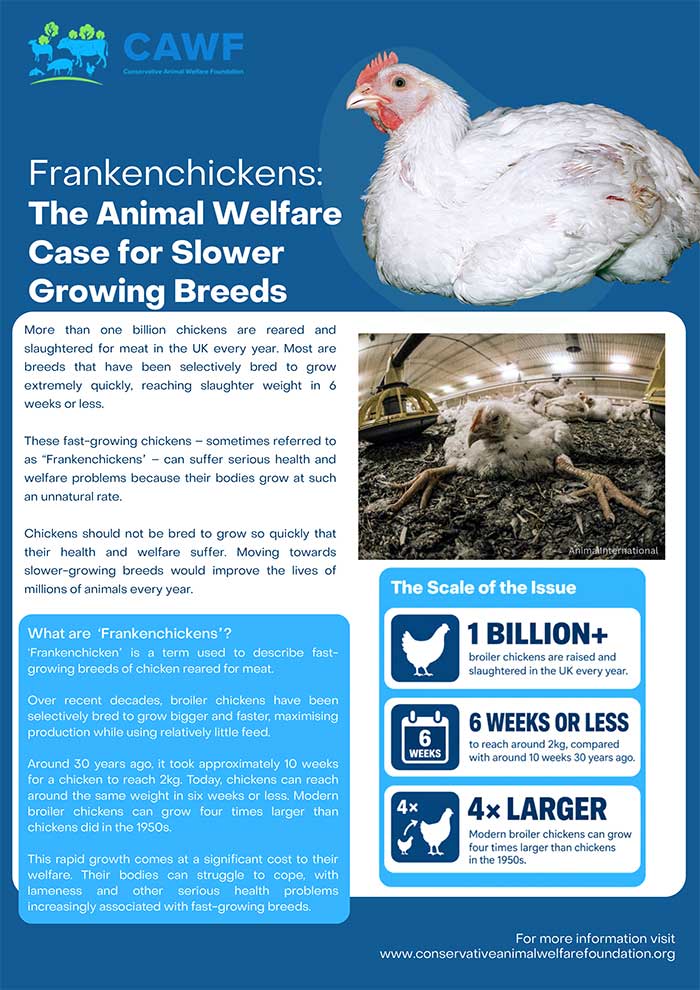 Frankenchicken, the animal welfare case for slower groeing breeds