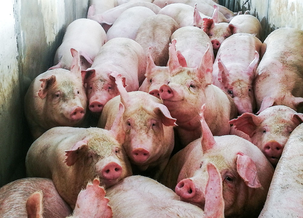 Pigs in Slaughter house
